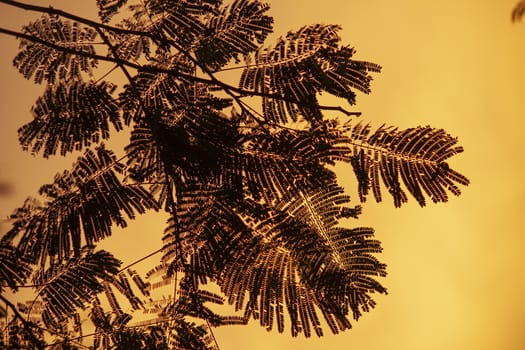 Fern silhouette at sunset with orange background