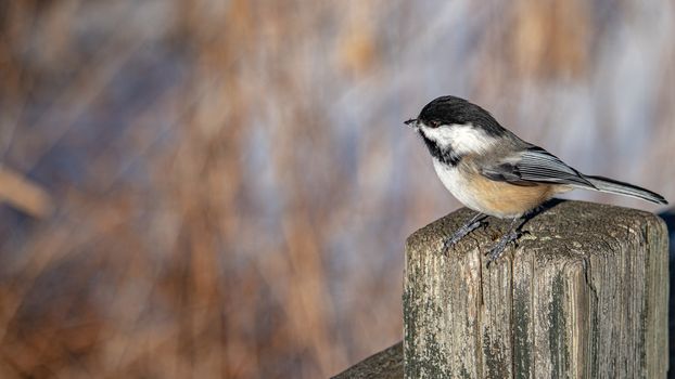 A black-capped chickadee perches on the post of a wooden fence in the wintertime. The bird has a small bit of snow on its beak as it looks to the side.