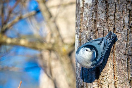 A white-breasted nuthatch descends the trunk of a tree head-first in the wintertime, as is typical with its feeding behavior. Alert, the bird looks up from its perch on the tree's bark.