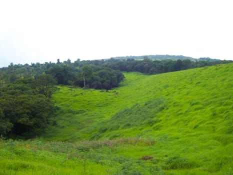 view of a green meadow a rural area