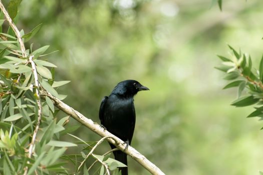 Greater long forked racket tail Spangled Drongo (Chaetorhynchus papuensis), a Dicruridae passerine birds with glossy black fantail plumage spotted in forest tree branch. Okhla Sanctuary Uttar Pradesh India