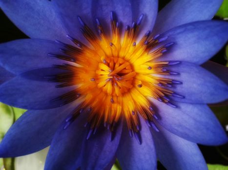 Lotus flower with yellow stamens closeup.
