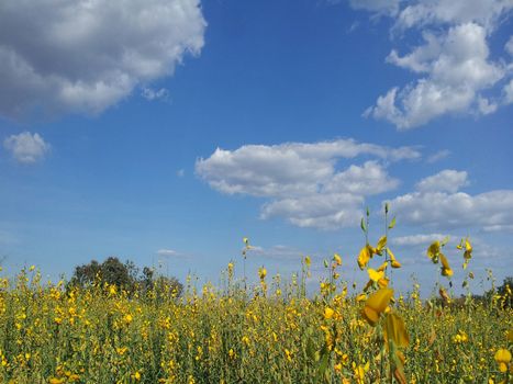 Crotalaria juncea field with cloud and blue sky background.