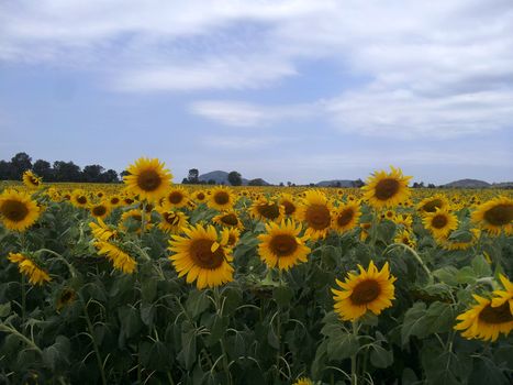 Sunflower field with cloudy sky.