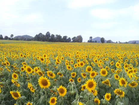 sunflower field with cloudy sky