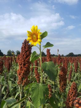 sunflower in the sorghum field with blue sky background