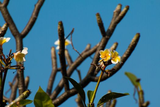 The most beatiful plumeria flowers, yellow  and white colors.