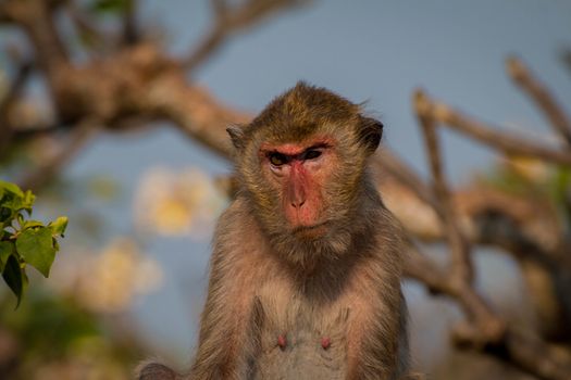 Monkey alone in the middle city Cheerfulness