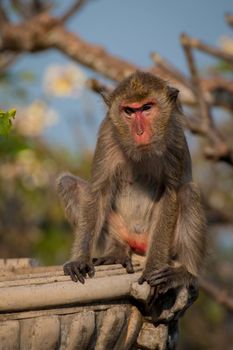 Monkey alone in the middle city Cheerfulness