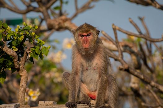 Monkey alone in the middle city Cheerfulness