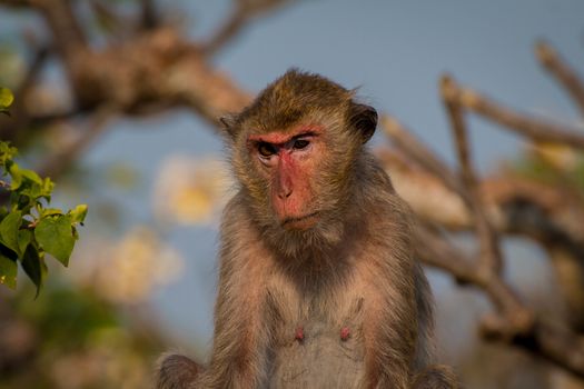 Monkey alone in the middle city Cheerfulness