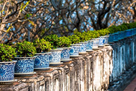 beautiful Carmona retusa or Fukien tea tree in the flowerpot at the palace in Phetburi ,Thailand