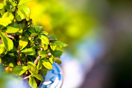 beautiful Carmona retusa or Fukien tea tree in the flowerpot at the palace in Phetburi ,Thailand