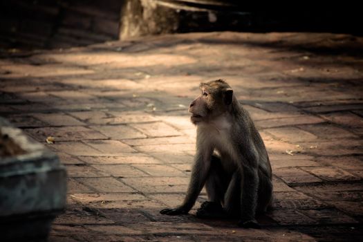 Monkey alone in the middle city Cheerfulness