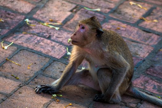 Monkey alone in the middle city Cheerfulness