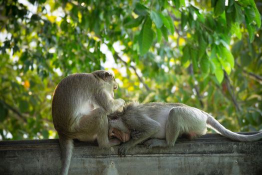 Monkey alone in the middle city Cheerfulness