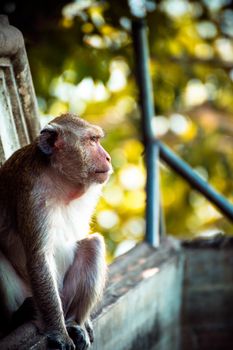 Monkey alone in the middle city Cheerfulness