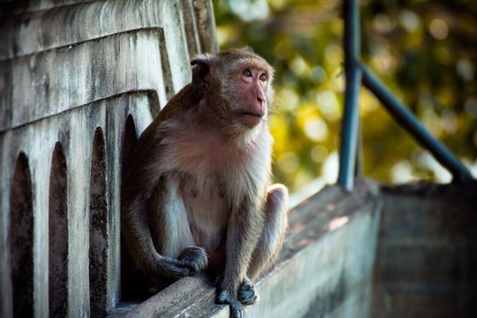 Monkey alone in the middle city Cheerfulness