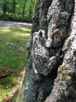 grey gray camouflaged tree frog toad blending in on tree trunk