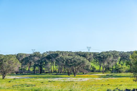 A landscape with trees and wild flowers next to road R312 near Wellington in the Western Cape Province