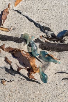 Bluebottles on a beach in Camps Bay in Cape Town in the Western Cape Province
