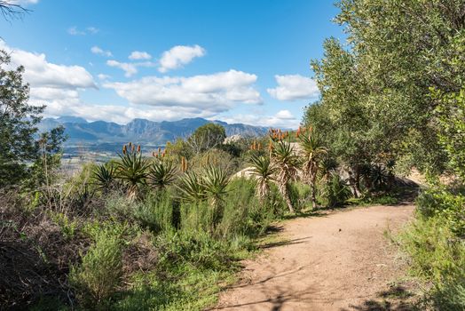 A hiking trail at the Afrikaans Language Monument at Paarl in the Western Cape Province. Aloes are visible