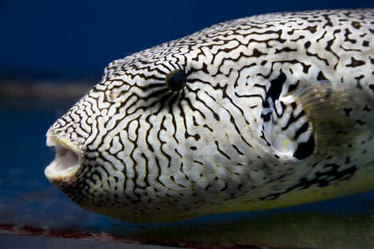 Exotic black and white fish in aquarium