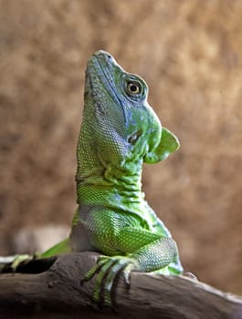 Green or plumed basilisk - Basiliscus plumifrons - close up