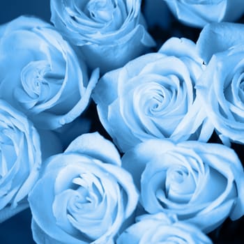 Soft roses with dew drops in Classic Blue colour, close-up. Color of the year 2020 concept. Selective focus. Square format. For greeting card, social media, Valentine's day, Mother's day, Women's Day.