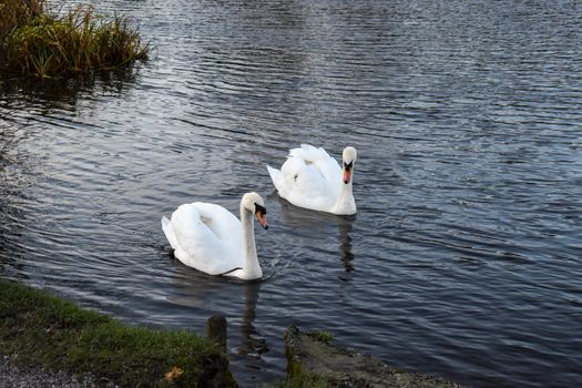 A peaceful couple of swans swimming together calmly on a winter afternoon in Dublin Ireland
