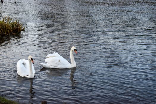 A peaceful couple of swans swimming together calmly on a winter afternoon In Dublin Ireland