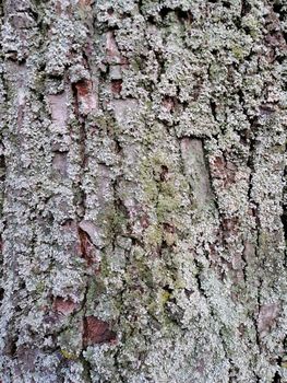 Close up of gray old wood textured pattern