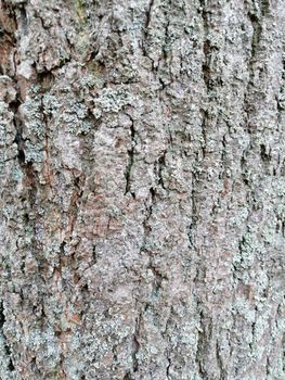 Close up of gray old wood textured pattern