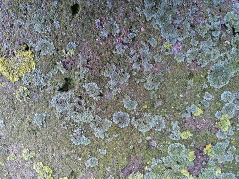 Close up of gray stone with mossy textured pattern