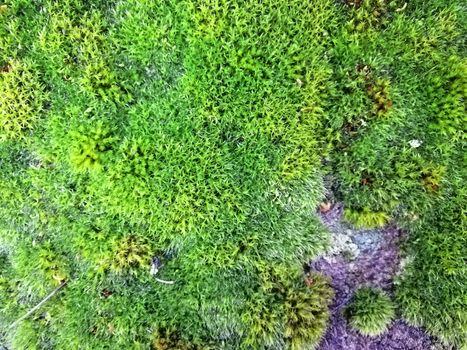 Bright green moss texture. Mossy wall with green background.