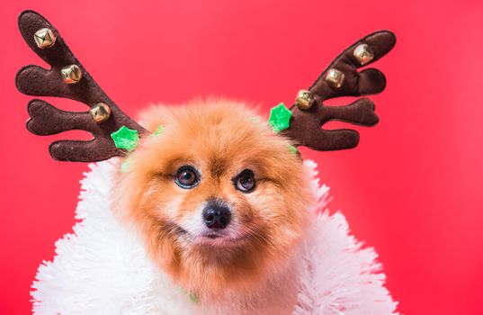 Closeup Chihuahua dog funny portrait in reindeer, christmas deer costume on red background