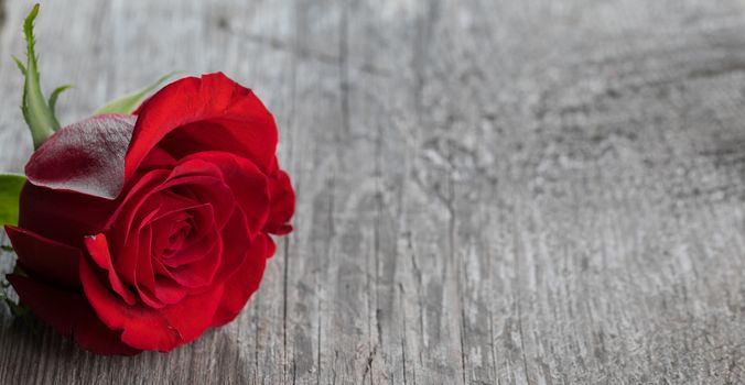 One red rose on gray wooden background holiday romantic gift