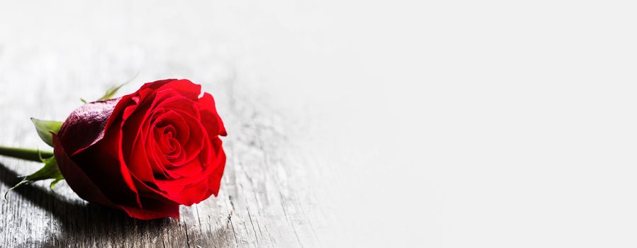One red rose on gray wooden background holiday romantic gift