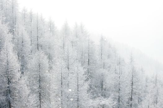Winter landscape with mountain forest of snow covered trees