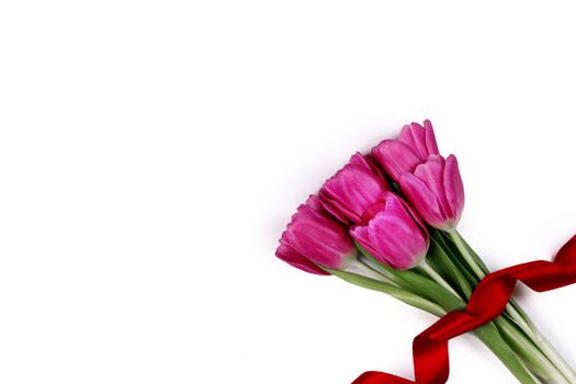 Valentines day pink tulip flowers and red ribbon isolated on white background