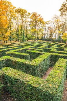 Ornamental garden with hedges of buxus sempervirens as a labyrinth