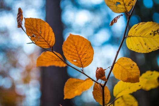 Close up image of orange autumn leaves at soft golden light.