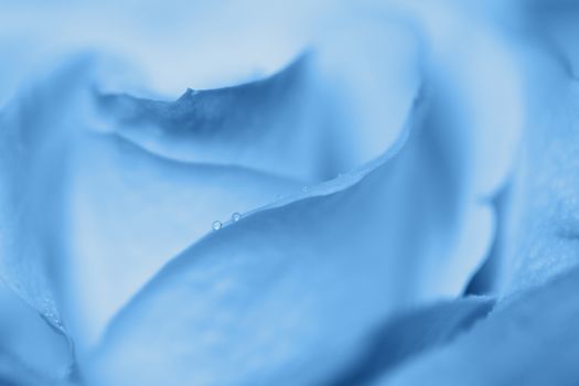 Blurred rose macro, abstract background in Classic Blue colour, close-up. Color of the year 2020 concept. For greeting card, invitation, Valentine's day, Mother's day, Women's Day. Horizontal.