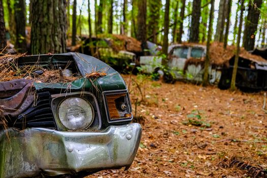 Headlight Looking Through Junk Cars in the Woods