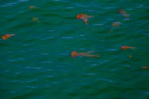 Many Orange Jellyfish in Green Ocean