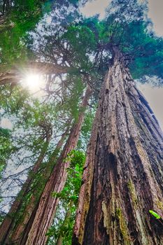 Redwoods Rising to Sky in Muir Woods