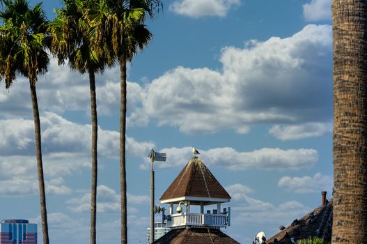 Seagull on Cupola in Tropics with Palm Trees