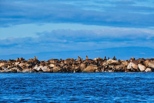 Seals on Rock Seawall Over Blue Sea