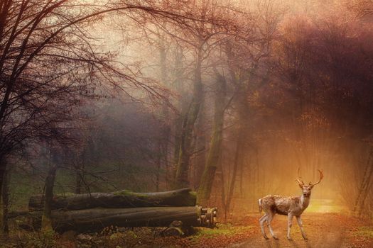 In images Fallow deer standing in a dreamy misty forest, with beautiful moody light in the middle and framed by darker trees