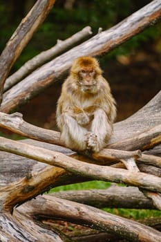 Barbary Macaque (Macaca Sylvanus) on the Tree